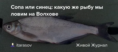 Вяленый синец - купить в магазине IKORKA.UA, купить вяленый синец и  заказать вяленую рыбу с доставкой по Киеву и Украине.