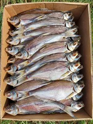 Синец вяленый, Черкасская область: Рыба, Морепродукты другое на Agronet