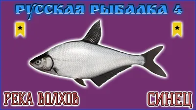 Синец вяленый - купить по цене: 620 руб./кг в интернет-магазине \"РыбоедовЪ\"