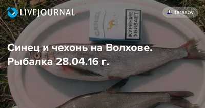 Рыба сушеная вяленая Синец 500 гр. - купить с доставкой по выгодным ценам в  интернет-магазине OZON (815048305)