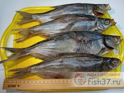 Рыба синец: описание, обитание, ловля | Рыбалка Дзен: Все о рыболовстве |  Дзен