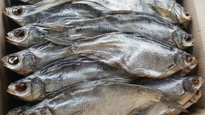 Сушёный синец - Fishop рыбный магазин - магазин рыбы и морепродуктов