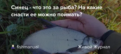 🐟СИНЕЦ🐟 Синец — довольно жирная рыба, поэтому вкусна в вяленом виде🤤  Аромат рыбки яркий,насыщенный. Вкус сбалансированный,дающий чудесное… |  Instagram