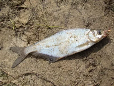 Рыба синец: описание, обитание, ловля | Рыбалка Лучший отдых | Дзен