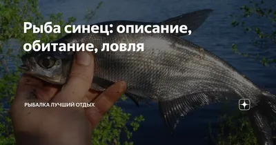 Рыба, сушёная. Тарань, синец, лещ...: 250 грн. - Продукты питания / напитки  Светловодск на Olx