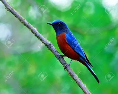 Синяя птица с красным брюшком - 67 фото