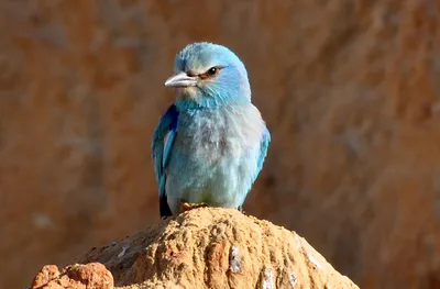 Синяя птица песчаных карьеров | KR-News.Ru - Информационный портал  Ростовской области