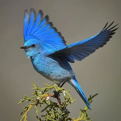 Синяя птица счастья, фентези» — создано в Шедевруме