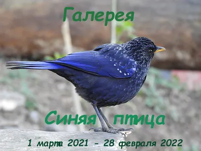 Горная синяя птица - 74 фото