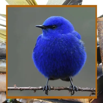 Синяя птица счастья, она существует!