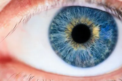 Правда ли, что карие глаза под радужной оболочкой голубые? | Вокруг Света