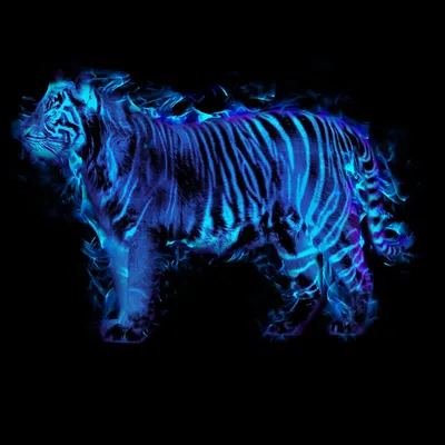 Синий тигр фото фото