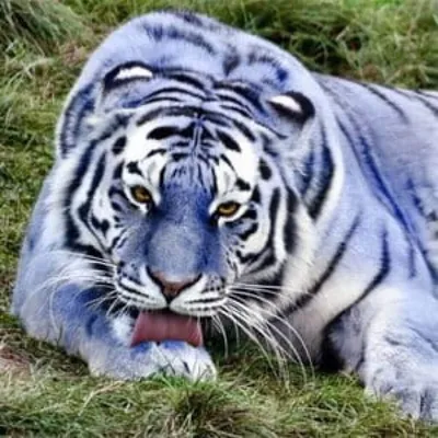 Синий тигр 3D с придаточными молнии…» — создано в Шедевруме