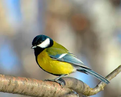 Синица - маленькая птица с ярко-желтой грудкой и крыльями» — создано в  Шедевруме