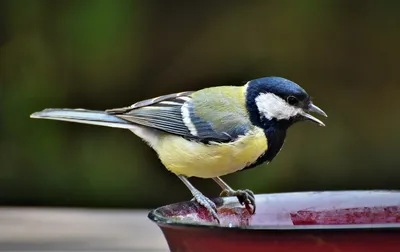синицы, рисунок птицы обои на рабочий стол, картинка птицы синица, птица  фон картинки и Фото для бесплатной загрузки