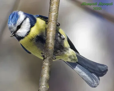 Синица большая: фото и описание птицы. Обитание, питание, размножение