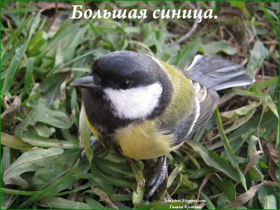 Синица: фото птицы, описание, внешний вид, где обитает, особенности