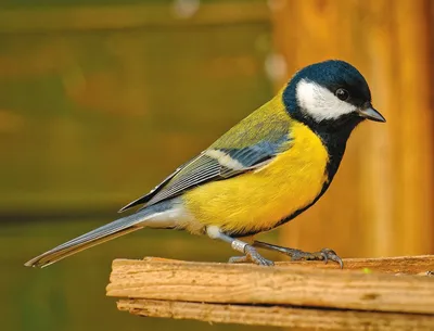 Усатая синица (Panurus biarmicus) / синица :: птицы :: живность / смешные  картинки и другие приколы: комиксы, гиф анимация, видео, лучший  интеллектуальный юмор.