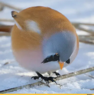 17 фотографий усатых синиц — самых круглых и мультяшных птиц в природе