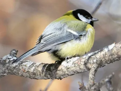 Серая синица - eBird