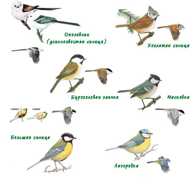 Виды синиц - 71 фото