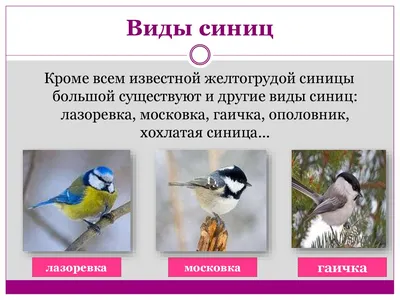 В Москве остаются зимовать 6 видов синиц. Какие? Пишите в комментариях... |  TikTok