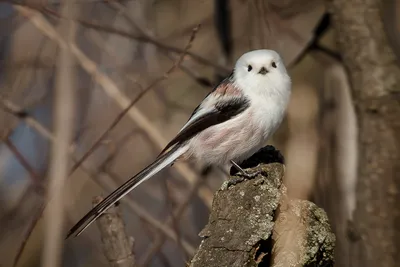 Большая синица (Parus major) - Приокско-Террасный государственный природный  биосферный заповедник