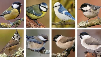 Какие виды синиц бывают? Учимся определять птиц | Природа и экология |  annie_wild_life | Дзен