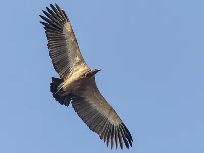 Griffon Vulture | Griffon Vulture, Gyps fulvus, Белоголовый … | Flickr