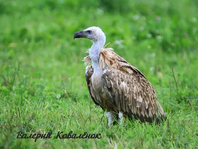 В Шарковщинский район заглянула редкая для Беларуси птица — белоголовый сип