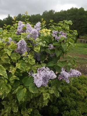 Сирень обыкновенная Аукубафолия. (Syringa vulgaris Aucubaefolia) купить в  интернет-магазине ЦВІТСАД с доставкой по Украине