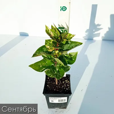 Сирень Aucubaefolia (Аукубафолия) можно купить недорого с доставкой в  питомнике Любвитский