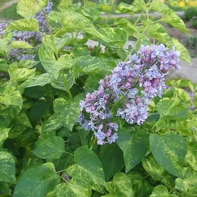 Сирень обыкновенная \"Аукубафолия\" (Syringa vulgaris \"Aucubaefolia\") -  Питомник и Садовый центр Русские Деревья