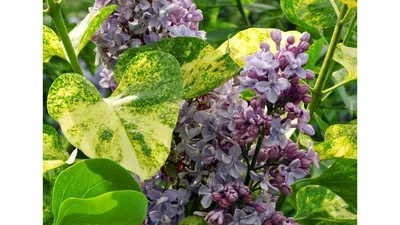 Купить саженцы сирения Аукубафолия (Aucubaefolia) с доставкой в Москве