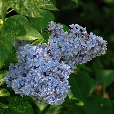 Сирень Aucubaefolia (Аукубафолия) можно купить недорого с доставкой в  питомнике Любвитский