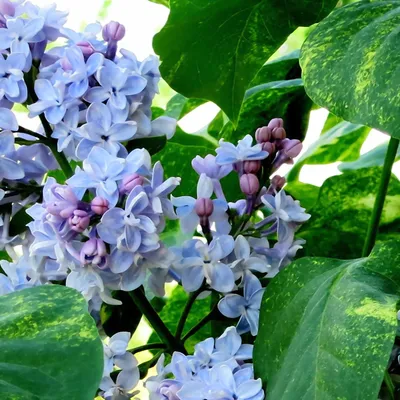 Сирень обыкновенная \"Аукубафолия\" (Syringa vulgaris \"Aucubaefolia\") -  Питомник и Садовый центр Русские Деревья