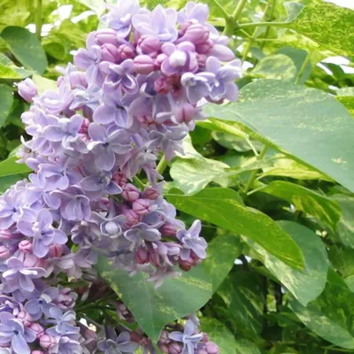 Купить Сирень Aucubaefolia (Аукубафолия) в Белгороде. Купить Сирень  Aucubaefolia (Аукубафолия) в Москве | Sortoman | Интернет магазин садовых  растений