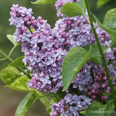 Сирень \"Аукубафолия\" / Syringa vulgaris \"Aucubafolia\" - Купить саженцы  сирени в питомнике – выгодные цены в интернет-магазине в Москве