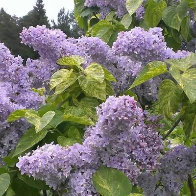 Сирень обыкновенная \"Аукубафолия\" (Syringa vulgaris \"Aucubaefolia\") -  Питомник и Садовый центр Русские Деревья