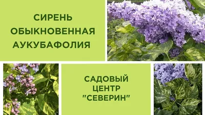 Сирень обыкновенная \"Aucubaefolia\" (Аукубафолия): купить саженцы в Москве -  Ромашкино Парк