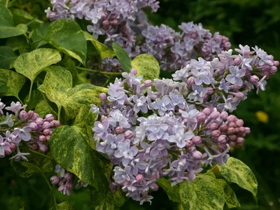 Сирень обыкновенная Аукубафолия (Aucubaefolia) купить в городе Москва