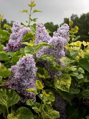 Сирень обыкновенная \"Aucubaefolia\" (Аукубафолия): купить саженцы в Москве -  Ромашкино Парк