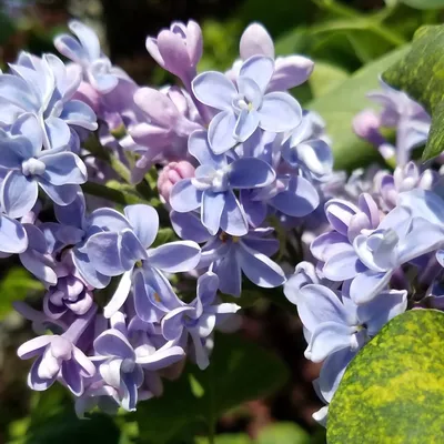 Сирень обыкновенная Аукубафолия. (Syringa vulgaris Aucubaefolia) ШТАМБ  купить в интернет-магазине ЦВІТСАД с доставкой по Украине