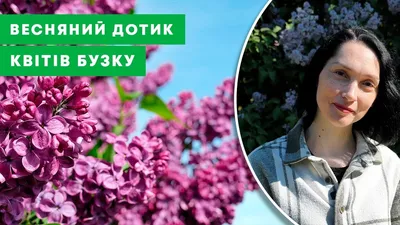 Сирень Аукубафолия | «Сад Онлайн»