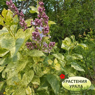Сирень Аукубафолия - Плодопитомник Растения Урала