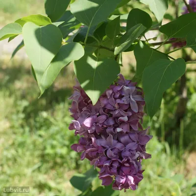 Сирень Аукубафолия