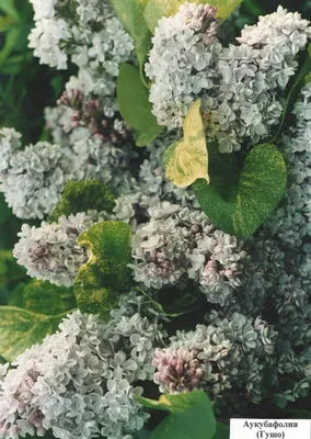 Сирень обыкновенная \"Вечерняя Москва\" (Syringa vulgaris \"Vechernyaya  Moskva\") - Питомник и Садовый центр Русские Деревья