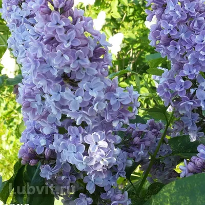 Сирень Aucubaefolia (Аукубафолия) можно купить недорого с доставкой в  питомнике Любвитский