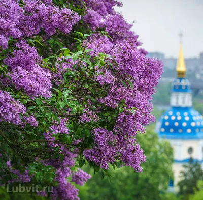 Сирень обыкновенная 'Богдан Хмельницкий' | BOTSAD.BY