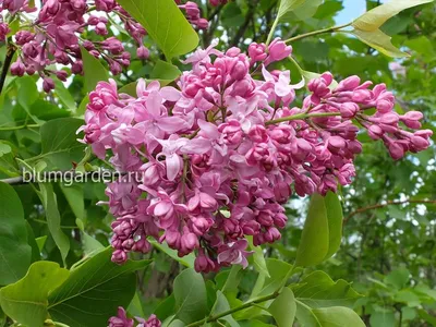 Сирень \"Богдан Хмельницкий\" / Syringa vulgaris \"Bogdan Khmelnitskiy\" -  Купить саженцы сирени в питомнике – выгодные цены в интернет-магазине в  Москве